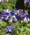 Almindelig akeleje (Aquilegia vulgaris)
