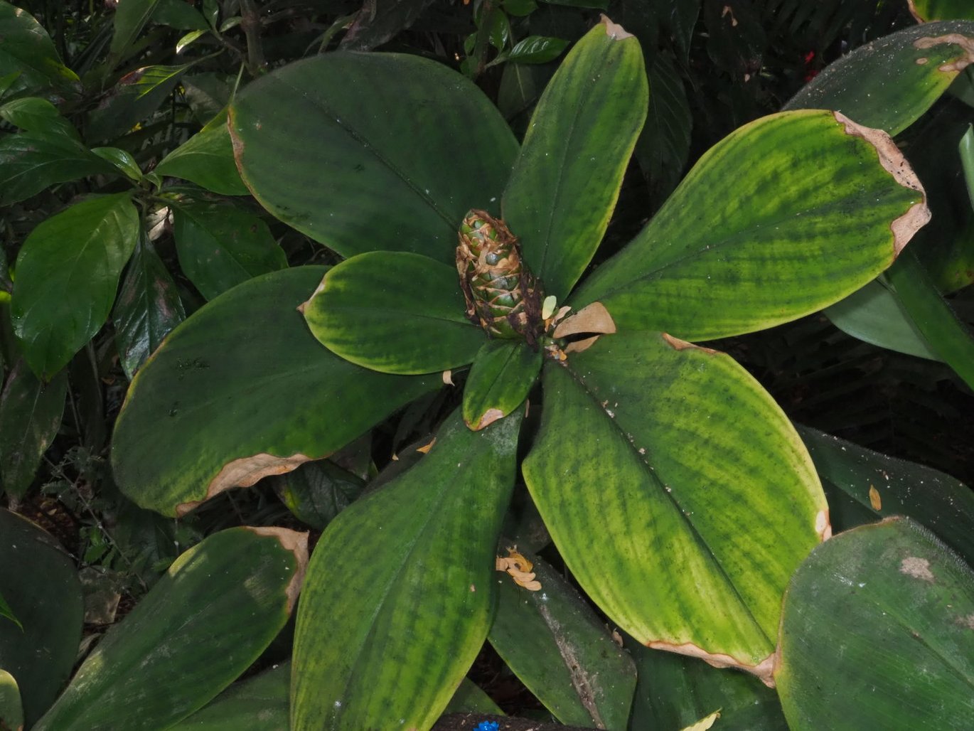 Lodden spiralingefær