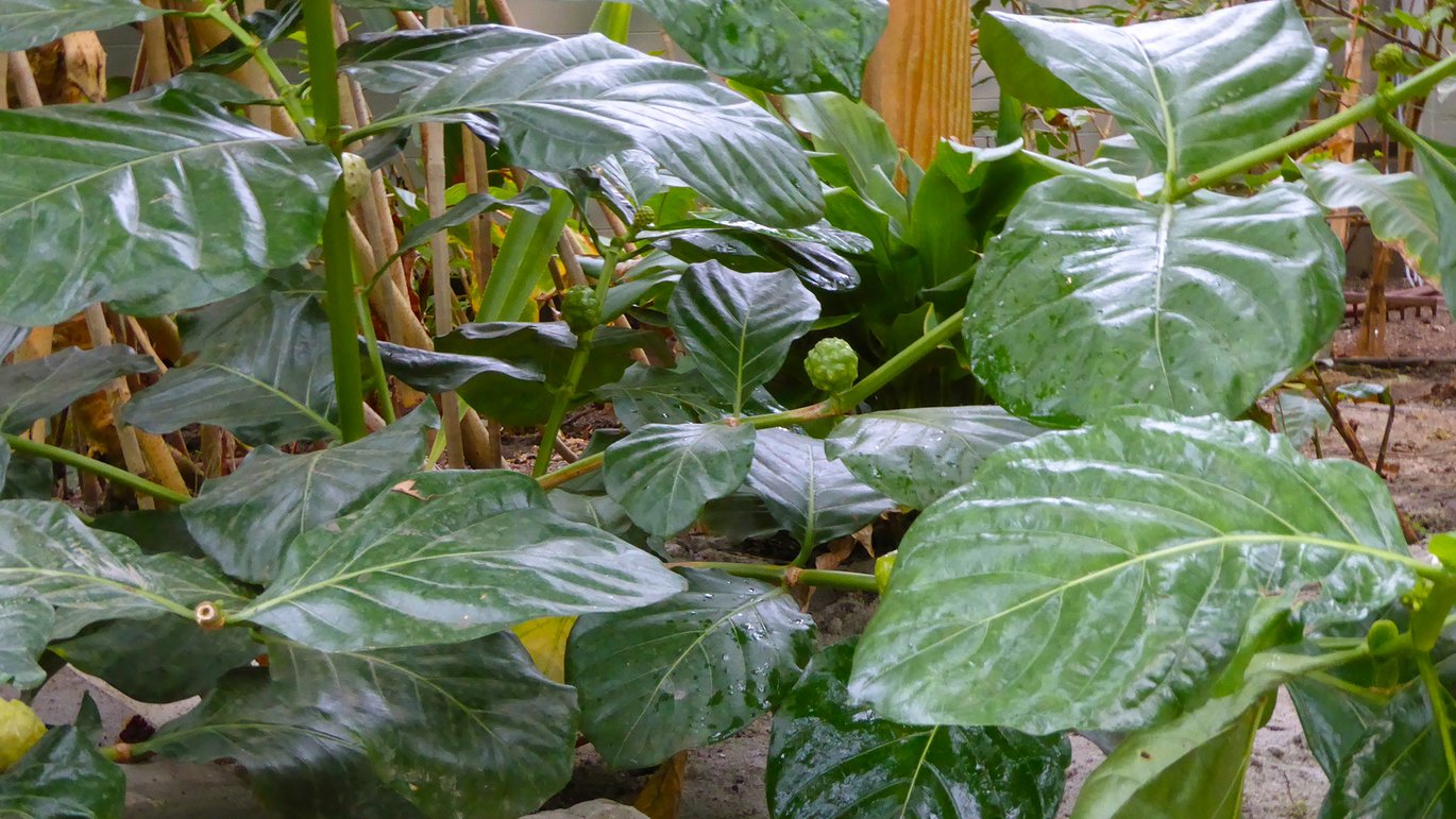 Indisk svovltræ (Morinda citrifolia)