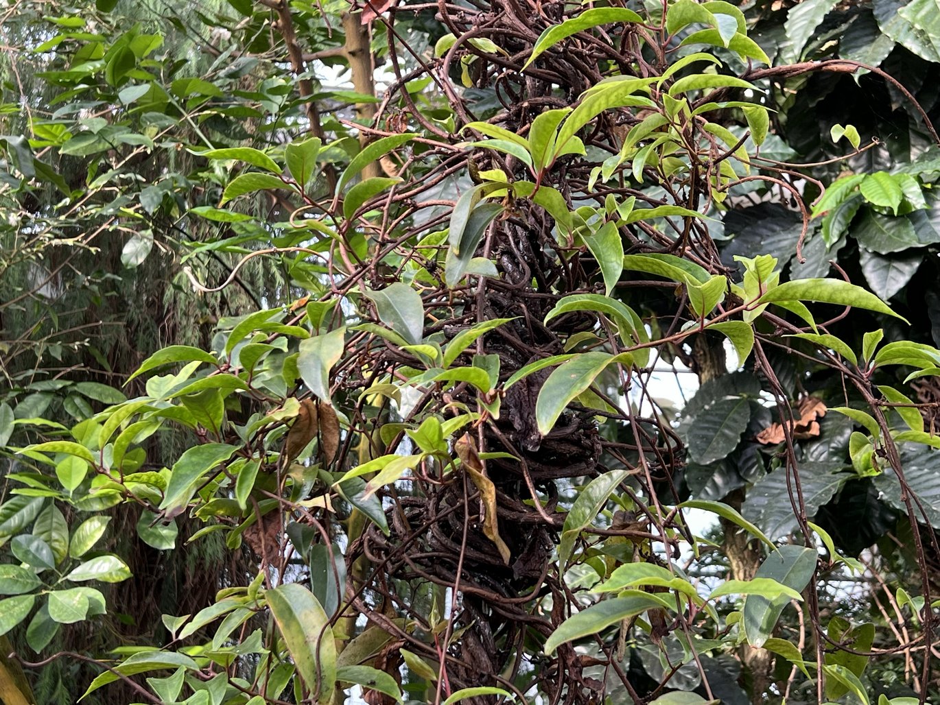 Kadsura - (Kadsura japonica)