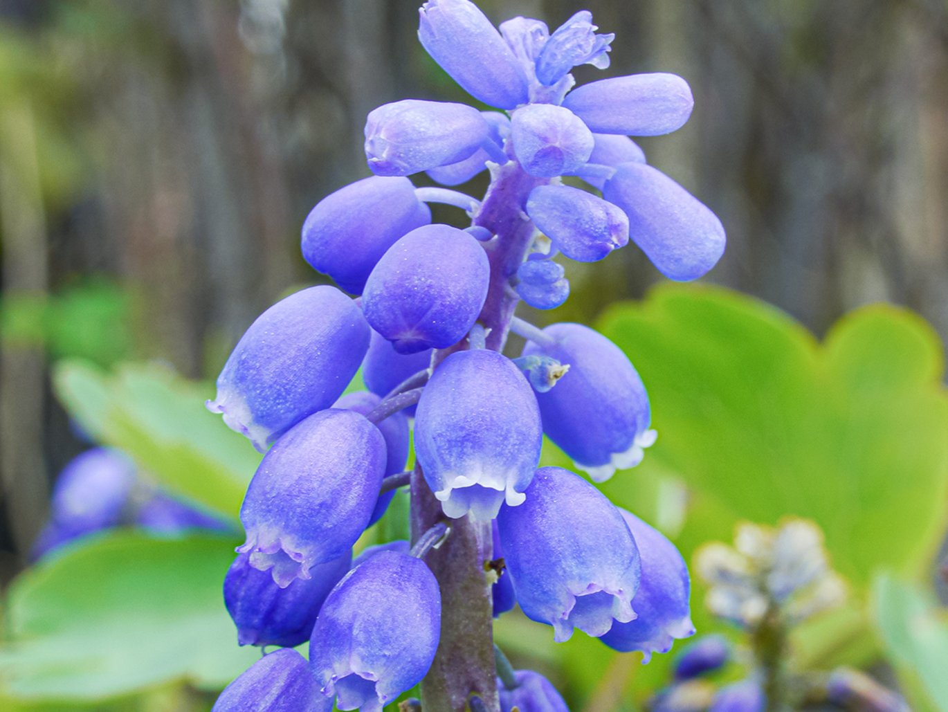 Inflorescence of Grape hyacinth (Muscari botryoides)