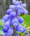 Blomsterstand af almindelig perlehyacint (Muscari botryoides)