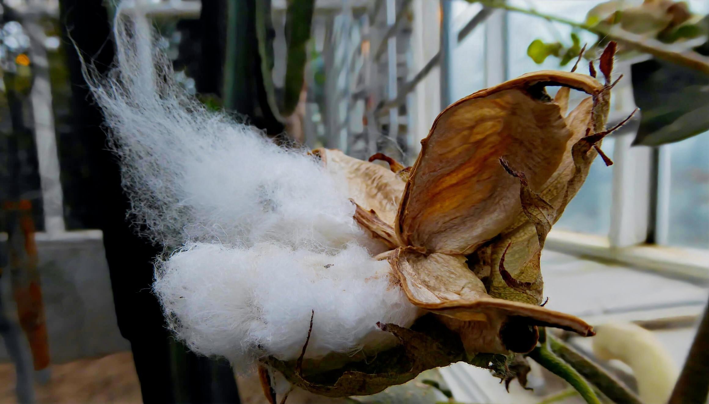 Amerikansk bomuld, frø med hvidt frøuld