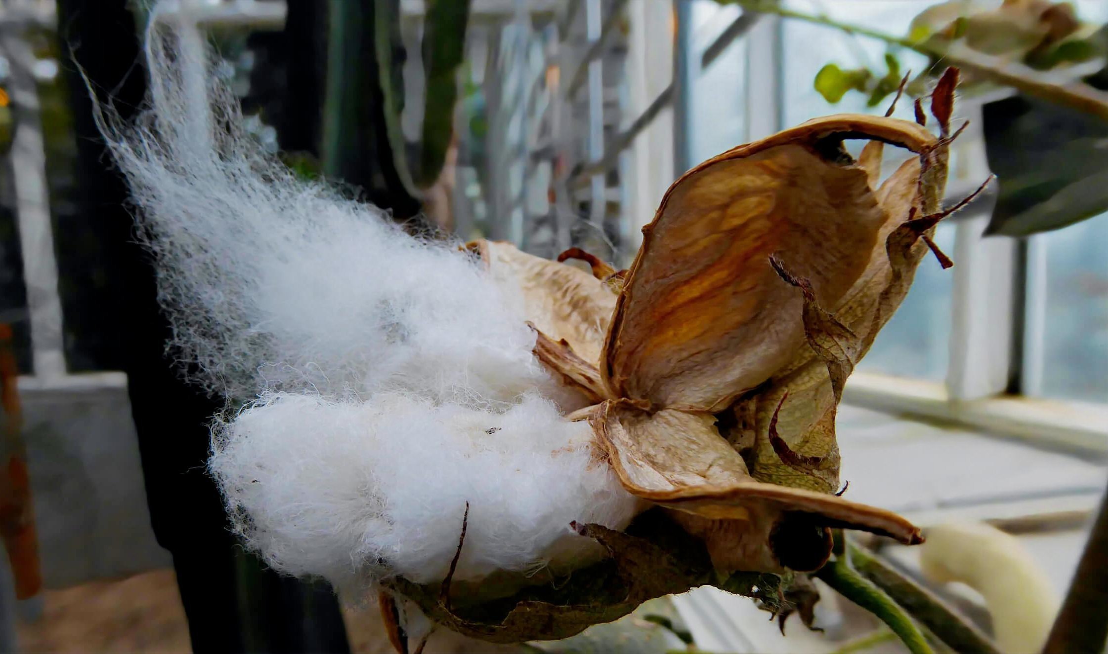 American cotton, seeds with white hairs