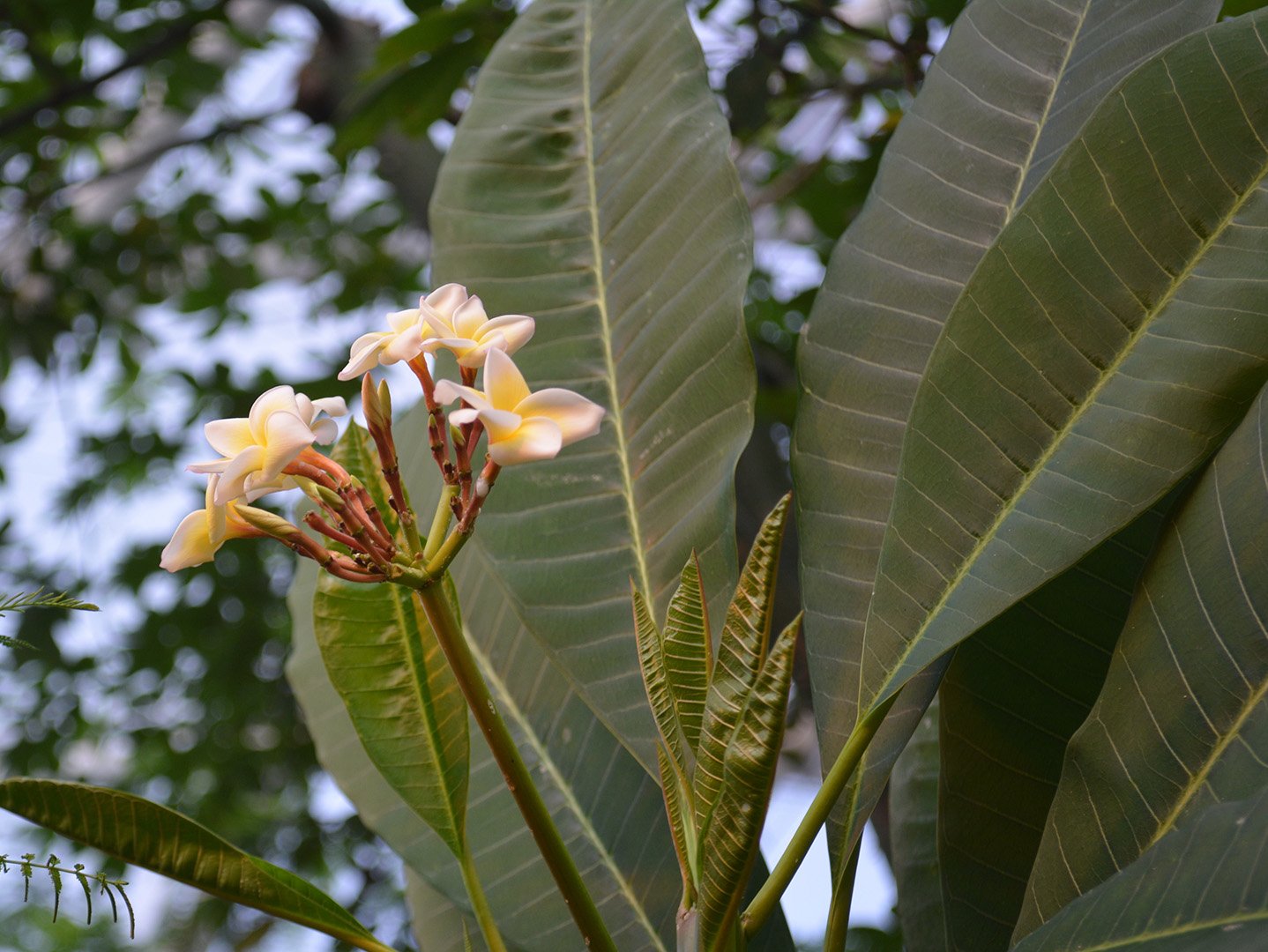 Plumeria