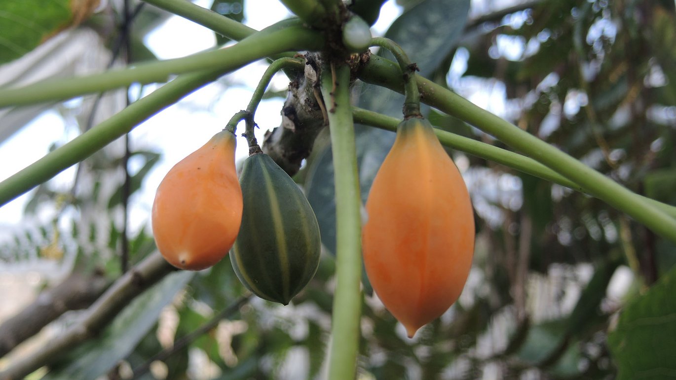 Egebladet papaya (Vasconcellea quercifolia)