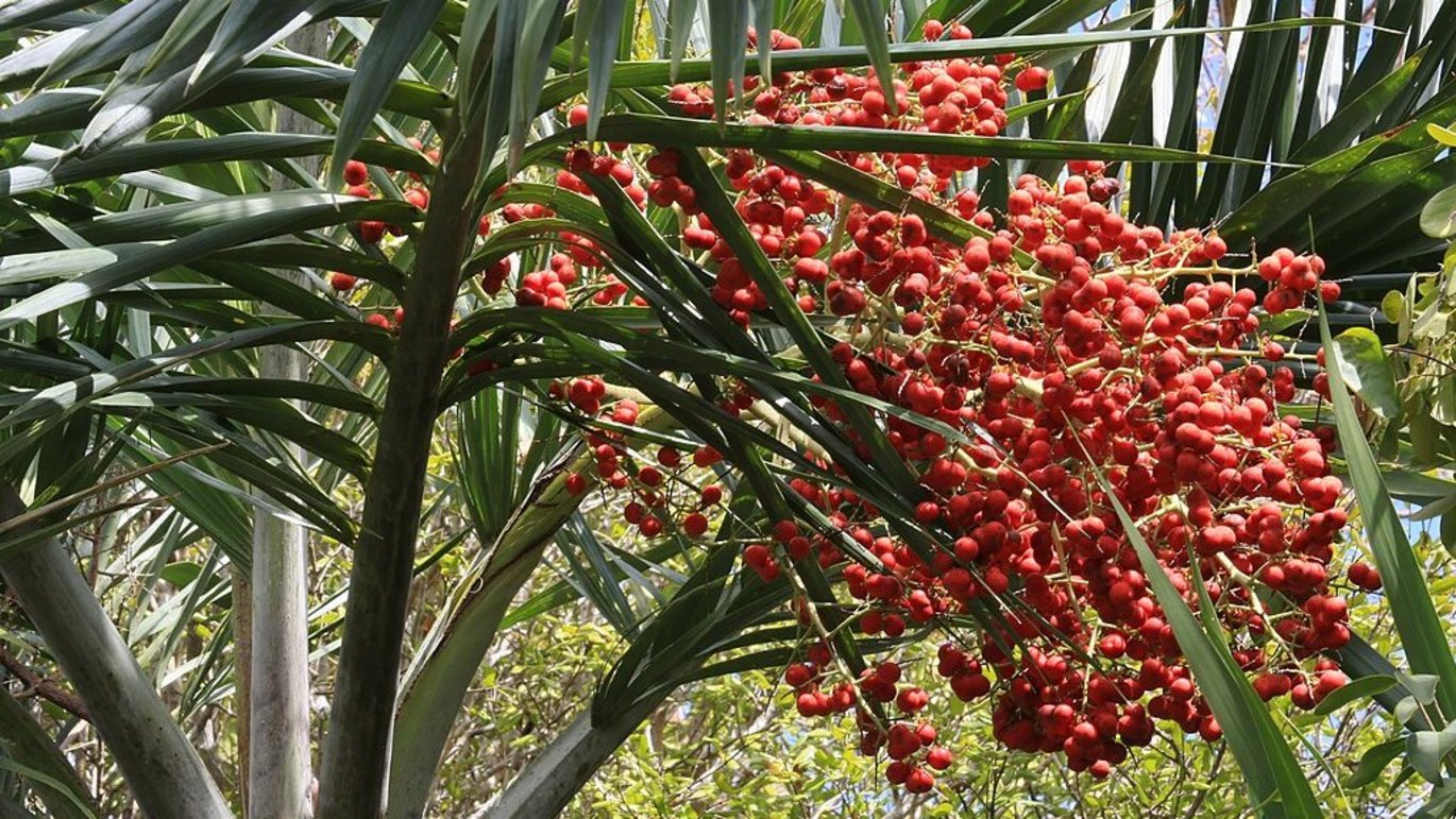 Daddel (Phoenix dactylifera)