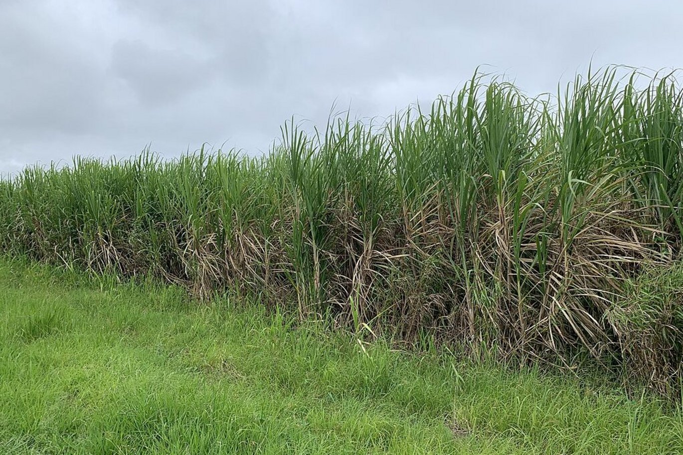 Sugarcane