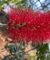 Narrow-leaved bottlebrush - Melaleuca linearis