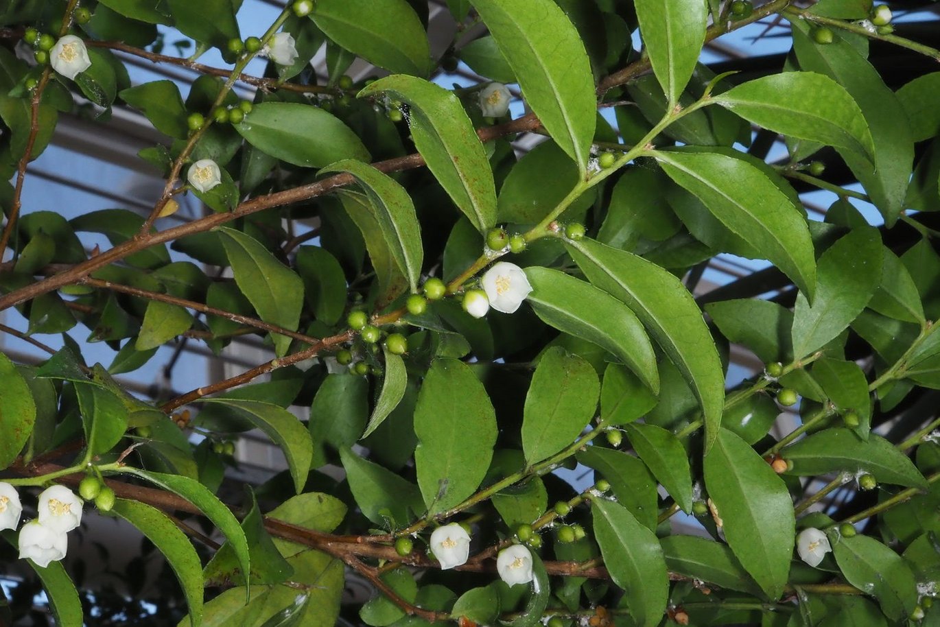 Visnea (Visnea mocanera)