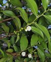 Visnea (Visnea mocanera)
