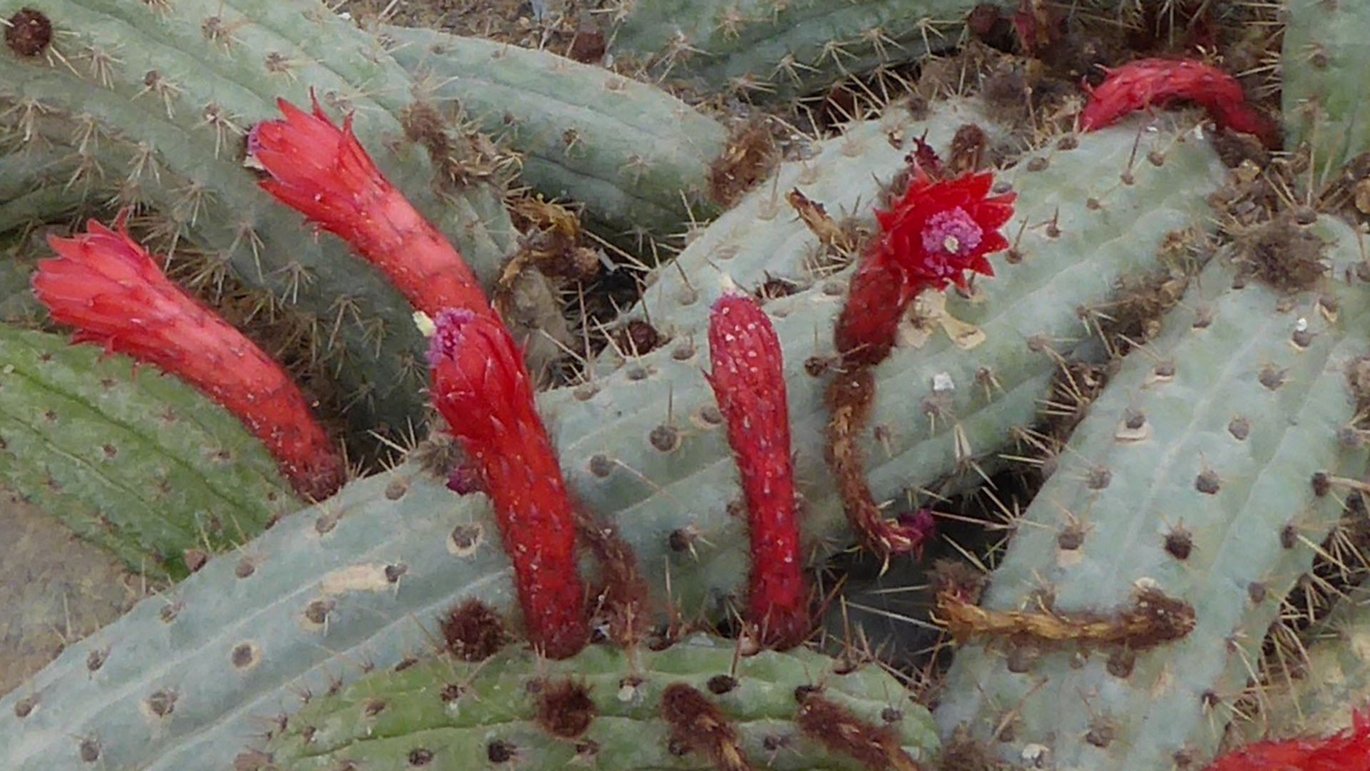 Blomster på tandstikkerkaktus