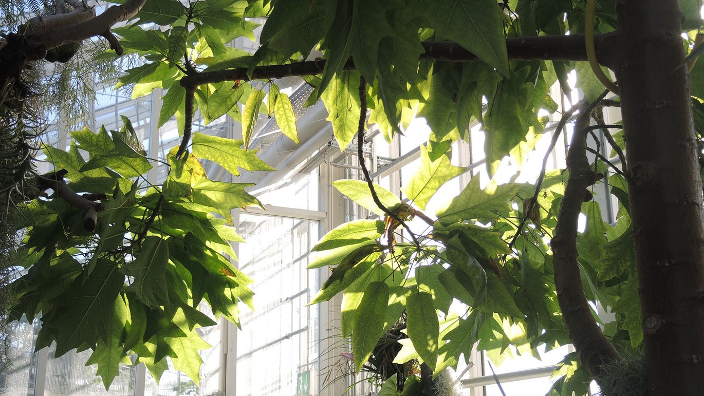 Egebladet papaya (Vasconcellea quercifolia) i Væksthusene