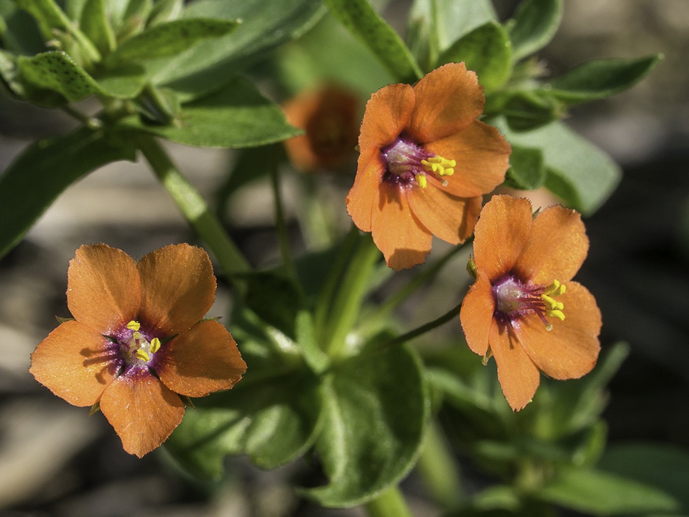 Scarlet pimpernel (Lysimachia arvensis)