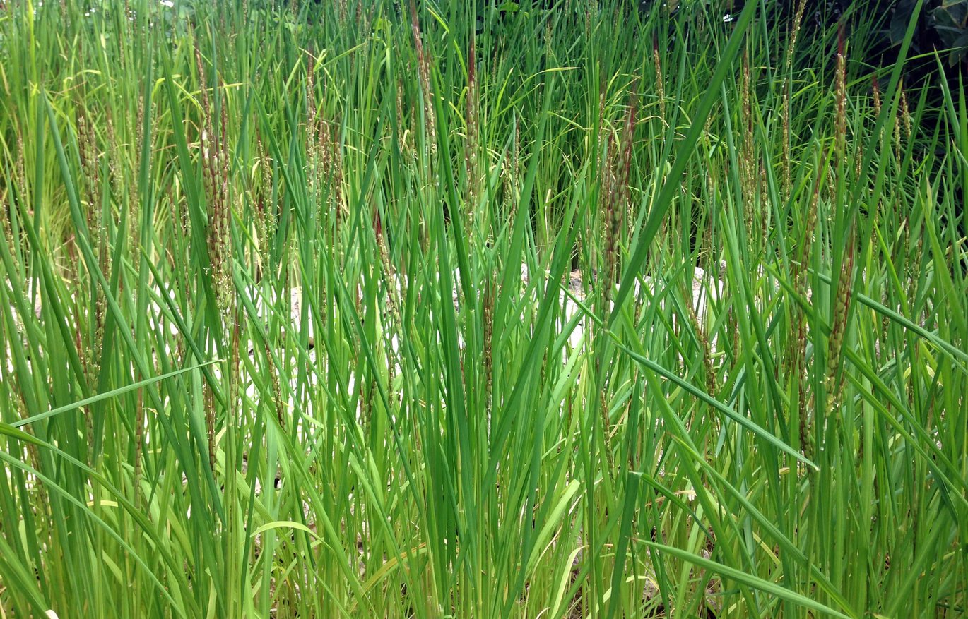 Rice plants