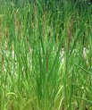 Rice plants