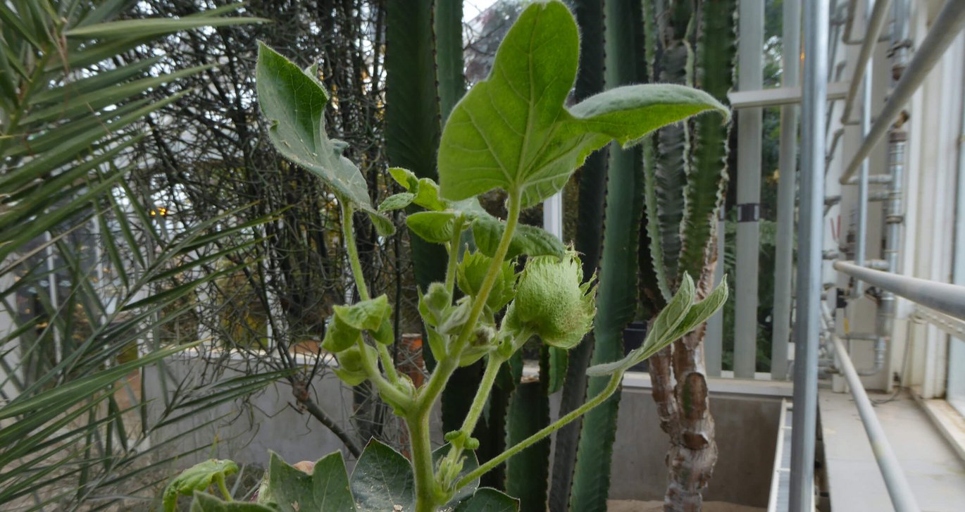 Amerikansk bomuld (Gossypium hirsutum)i Væksthusene i Aarhus