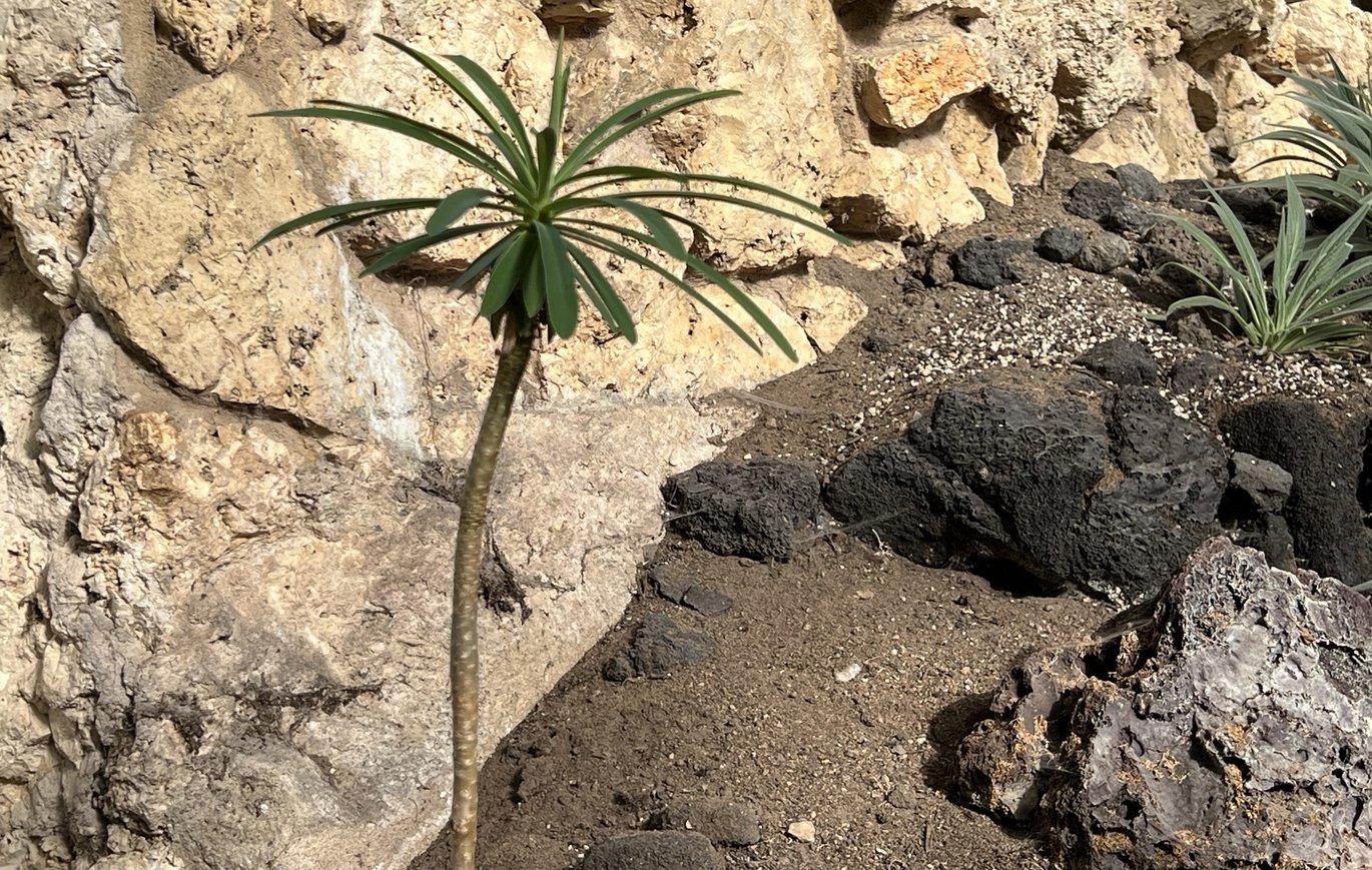Balsam spurge. Brand‑new cutting, newly planted in the greenhouses