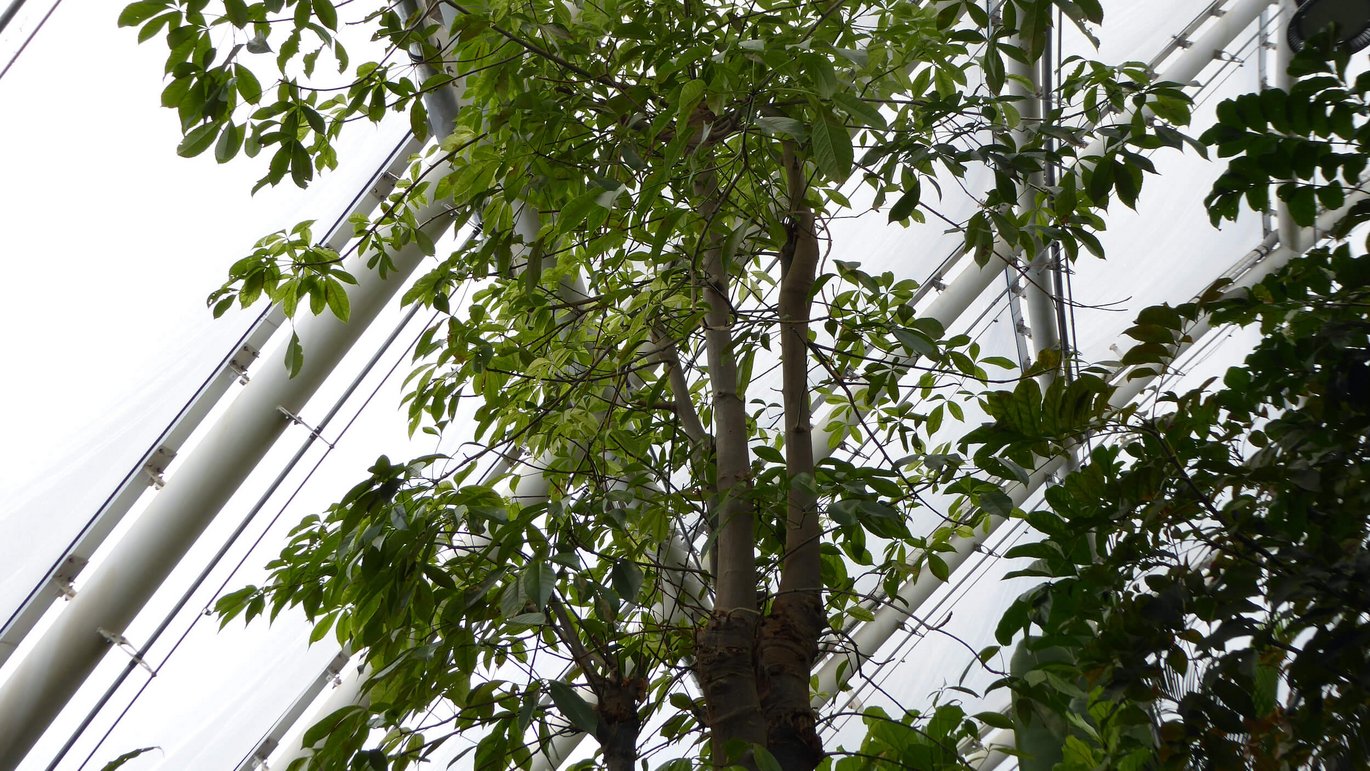 Baobab in the Greenhouses in Aarhus