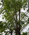 Baobab in the Greenhouses in Aarhus