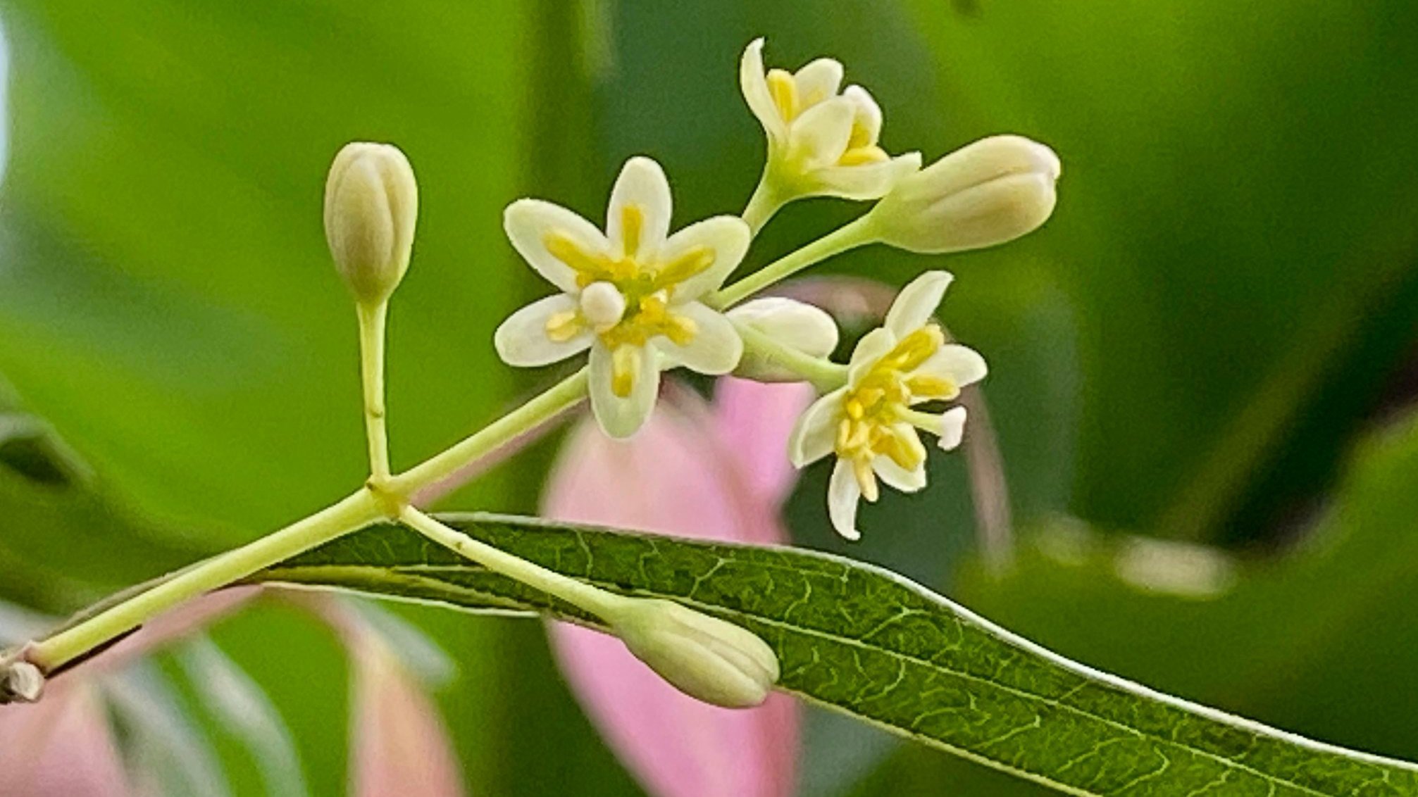 Ceylon-kanel blomster
