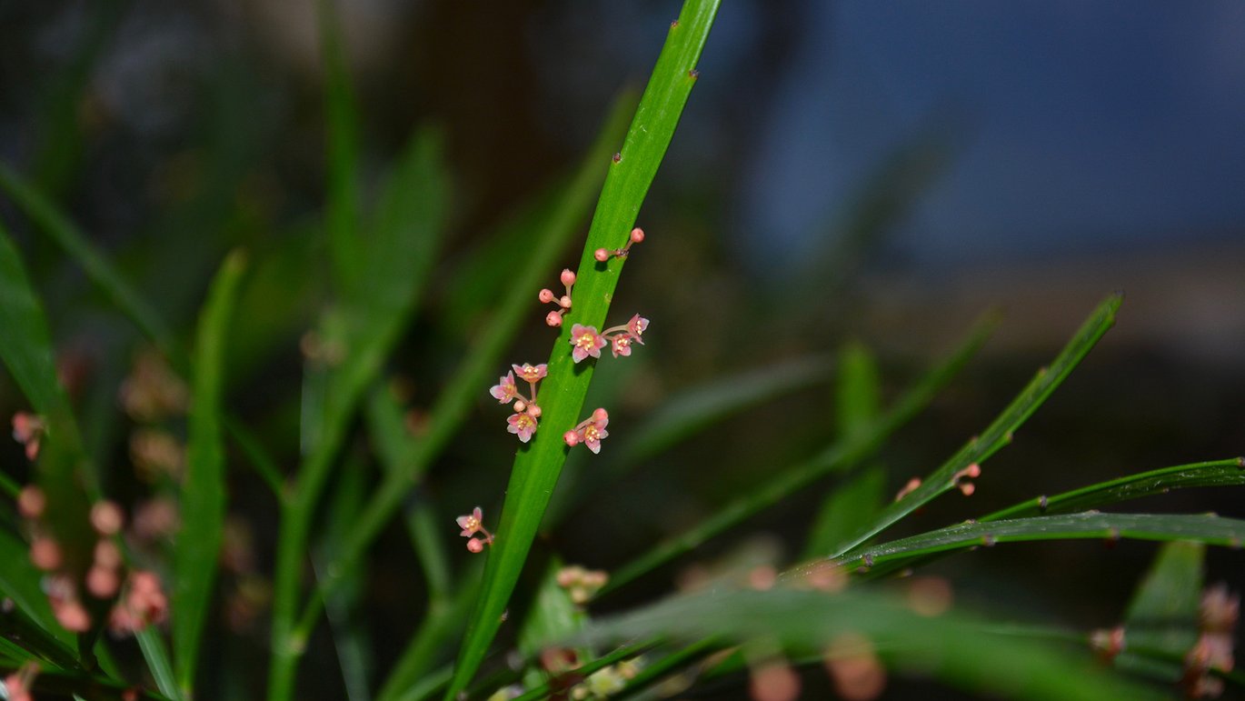 Busk-myrobalan (Phyllanthus arbuscula)