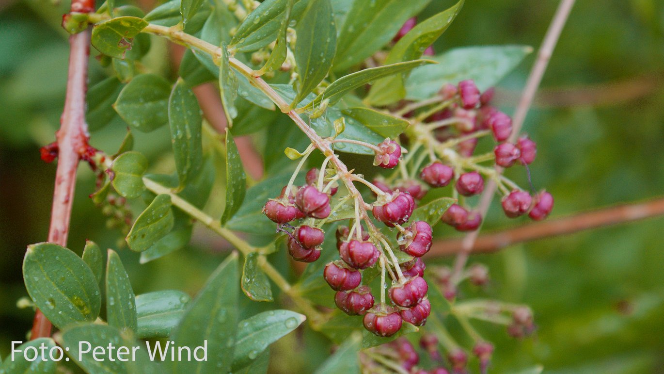 Redoul (Coriaria myrtifolia)
