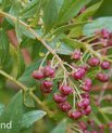 Redoul (Coriaria myrtifolia)