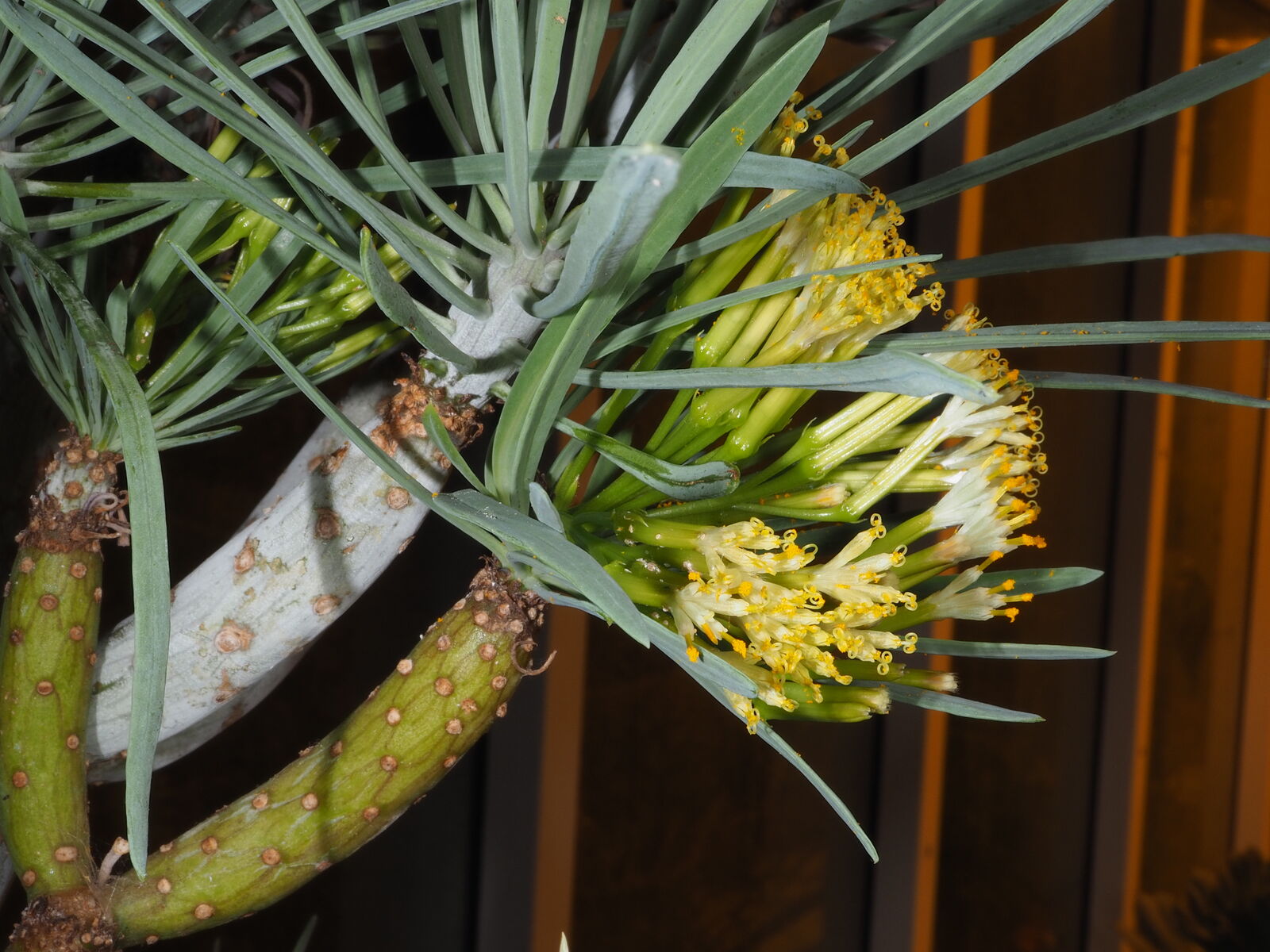 Abe-kleinia (Kleinia neriifolia) Blomster.