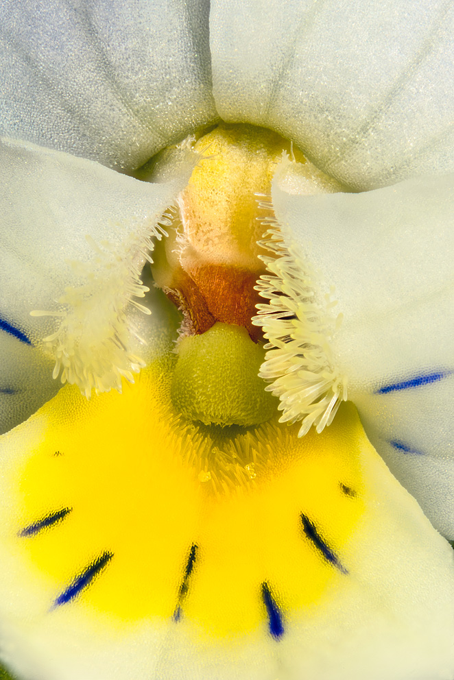 Ager-stedmoderblomst (Viola arvensis). Nærbillede af åbningen i blomstens midte.