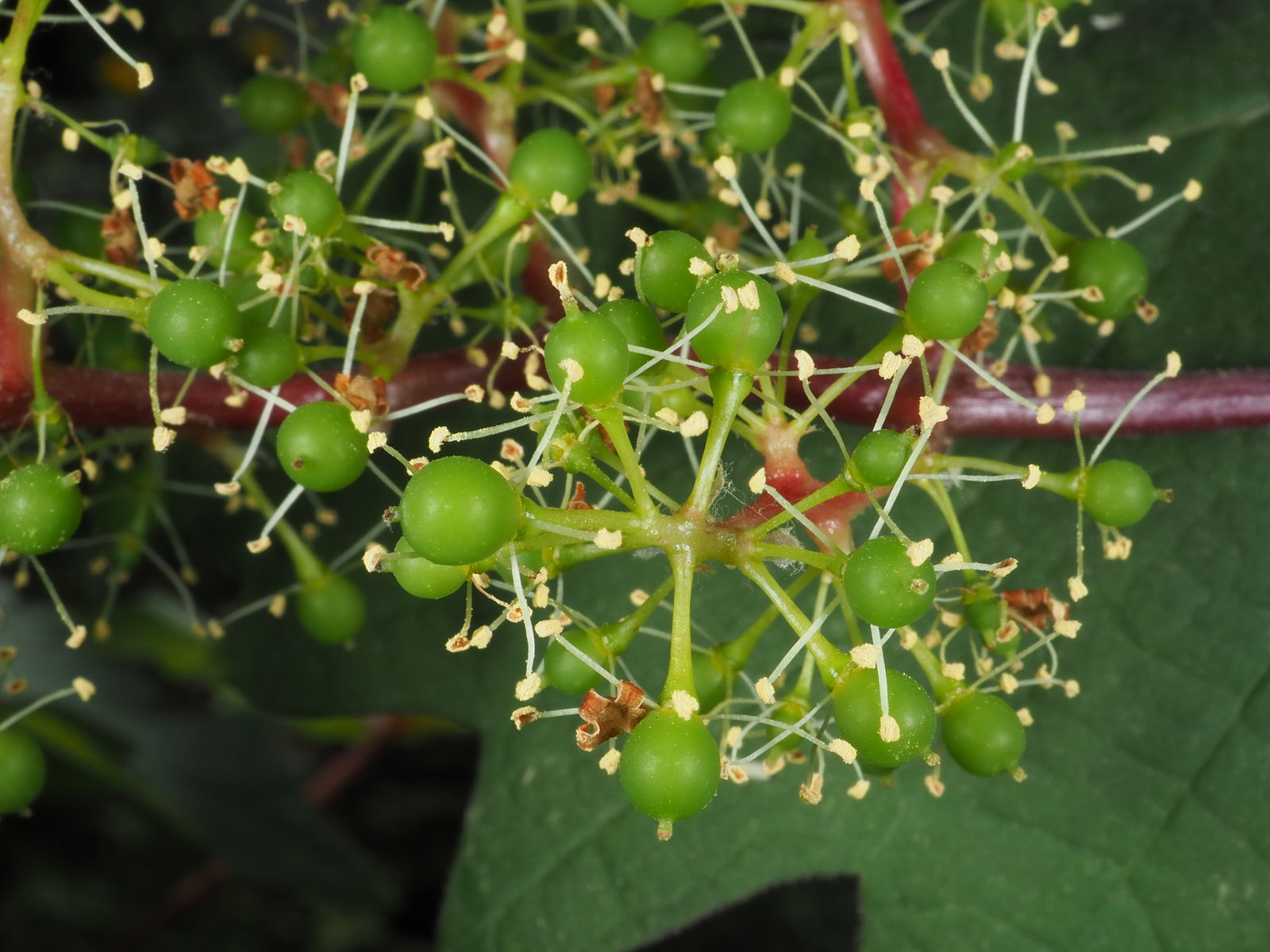 Unge grønne vindruer med støvdragere omkring