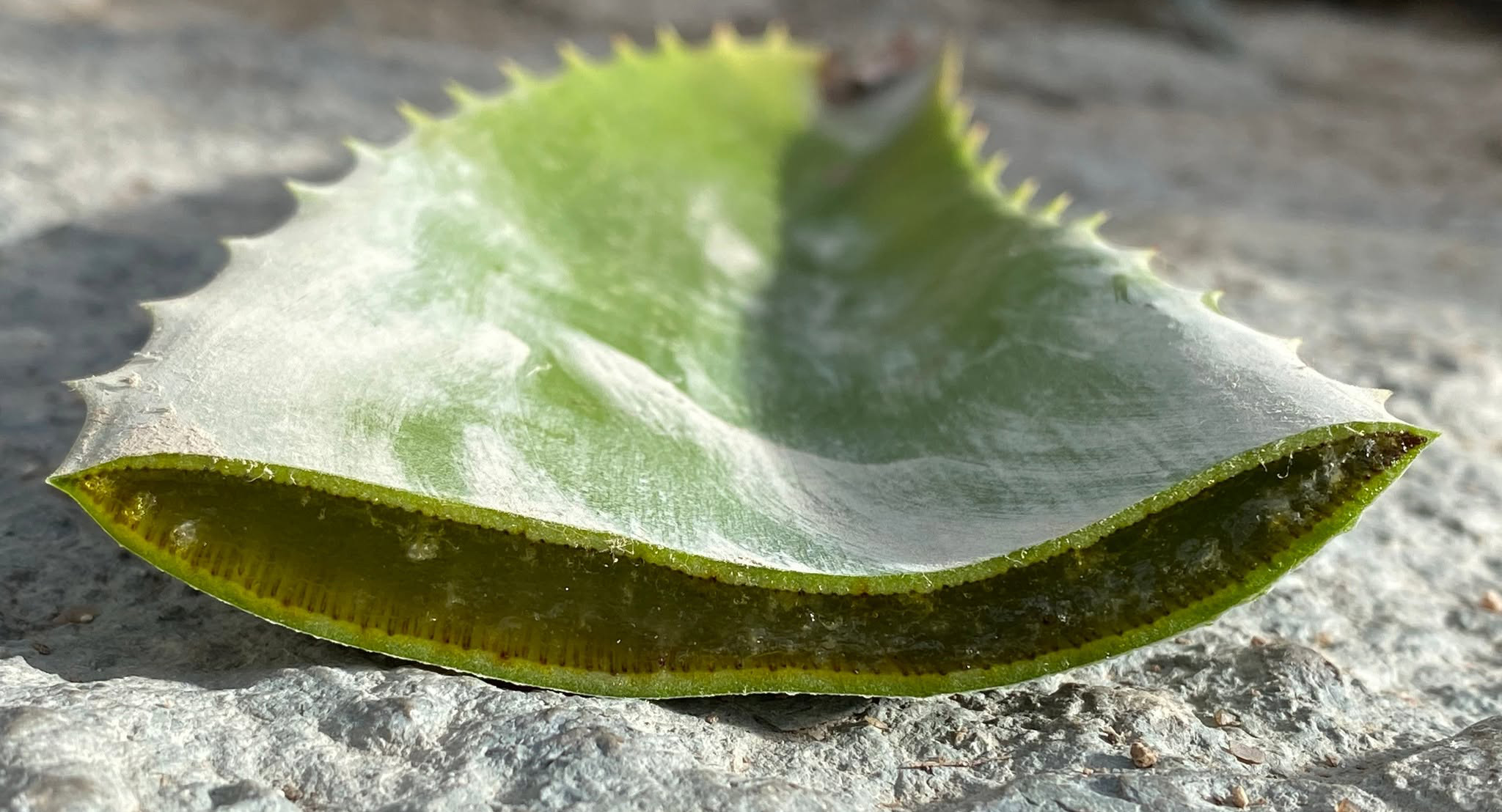 Gennemskåret blad af læge-aloe. Den klare gelé inde i bladet anvendes i hudplejeprodukter som cremer og shampoo samt i mange andre produkter