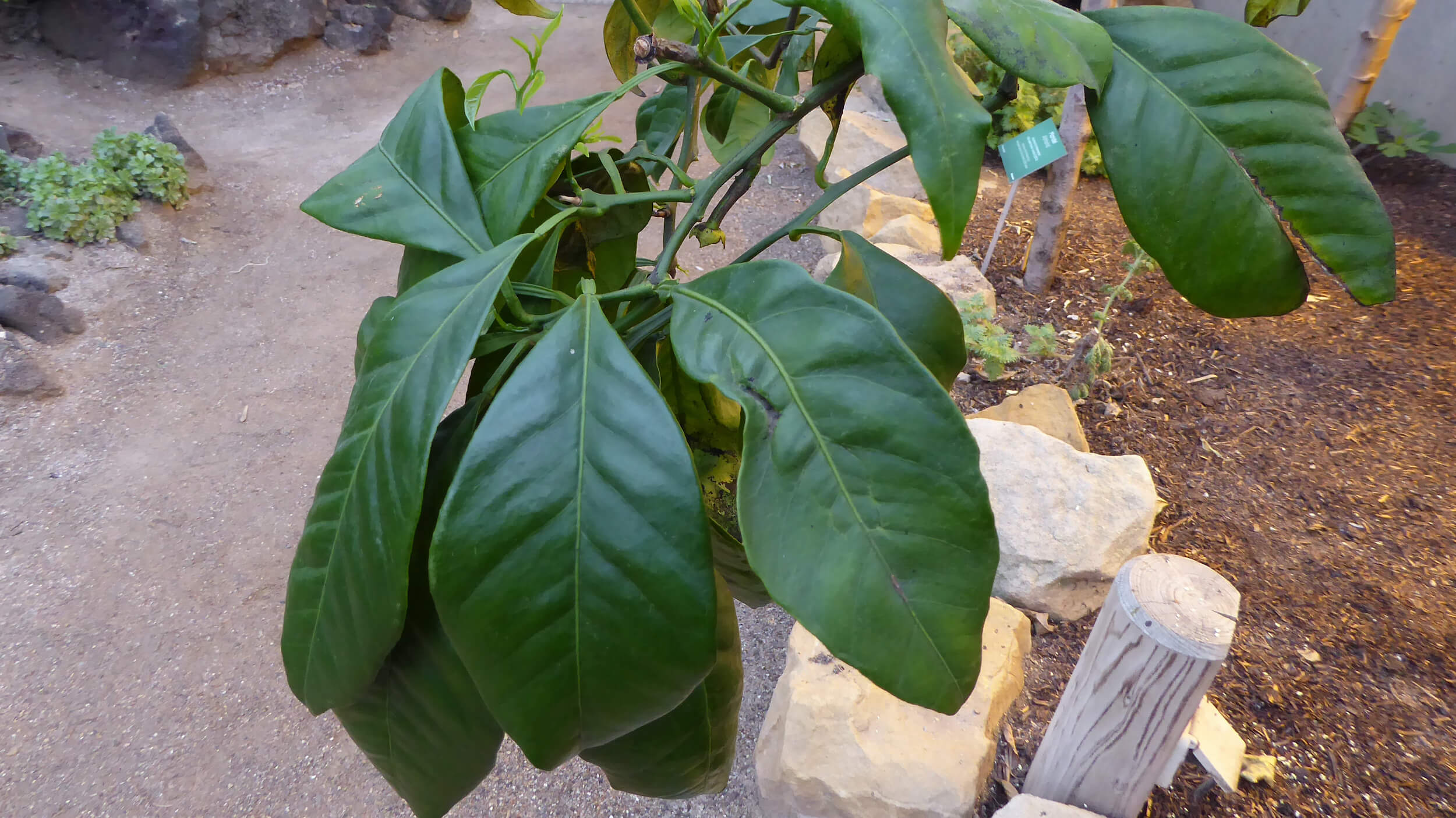 Orange tree