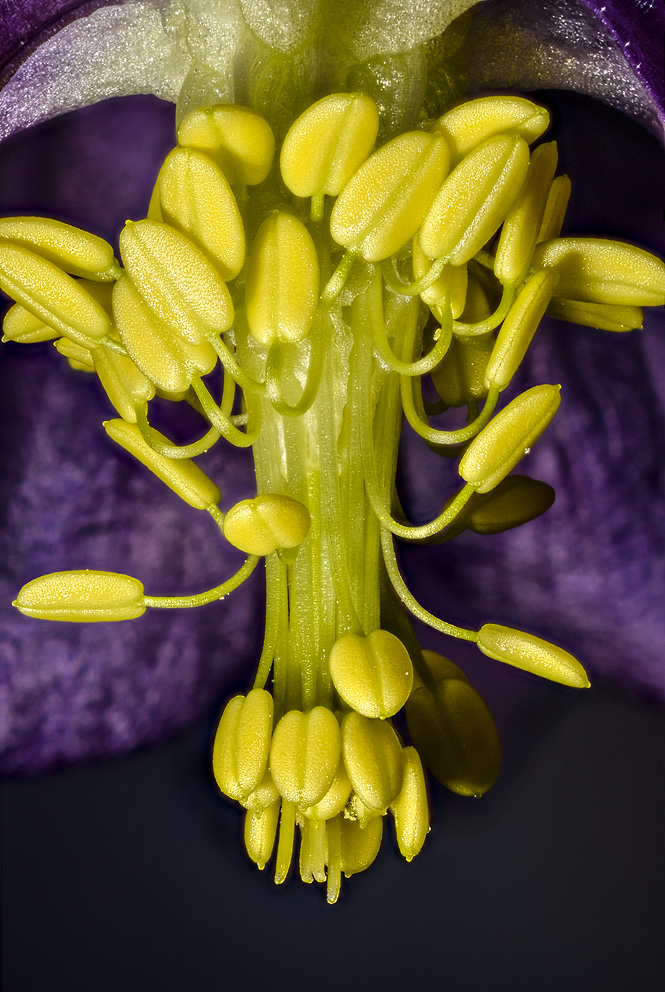 Almindelig akeleje (Aquilegia vulgaris). Ultra nærbillede af den hængende søjle af støvblade, der omgiver griflerne i blomstens midte