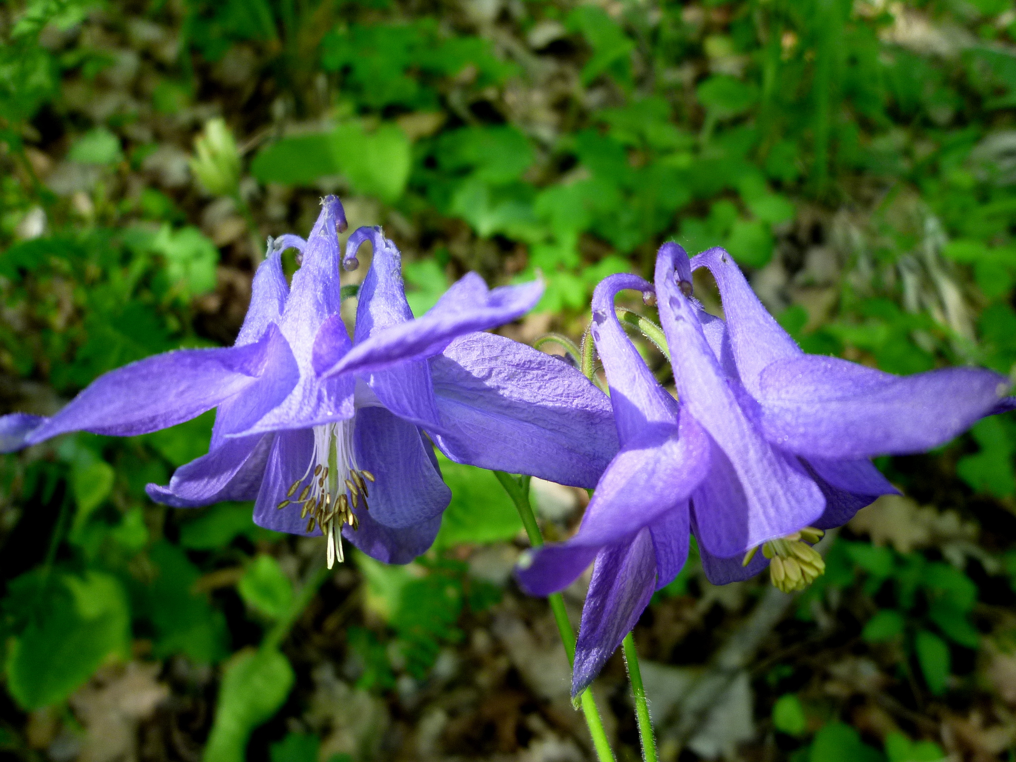 Almindelig akeleje (Aquilegia vulgaris). Blomster med kronbladenes sporer.