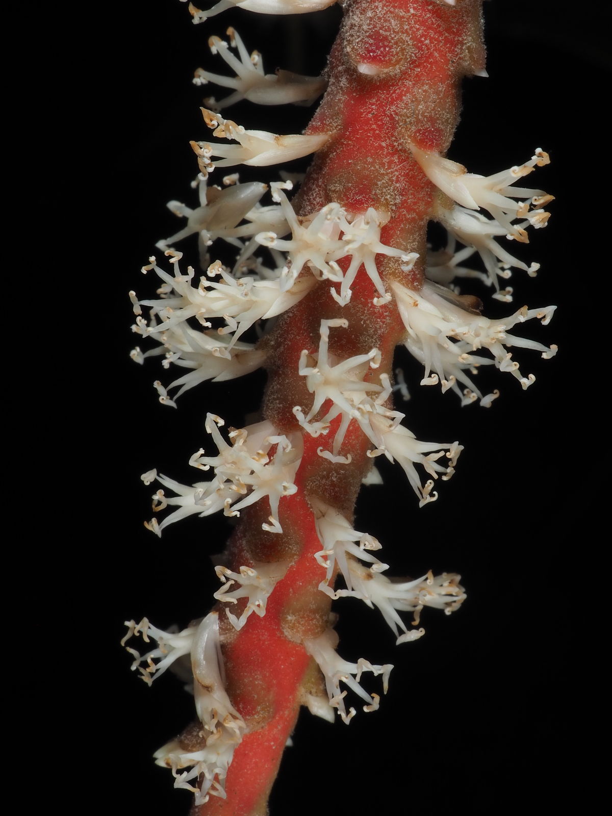 Mange små hvide hanblomster på blomsterstandens røde grene