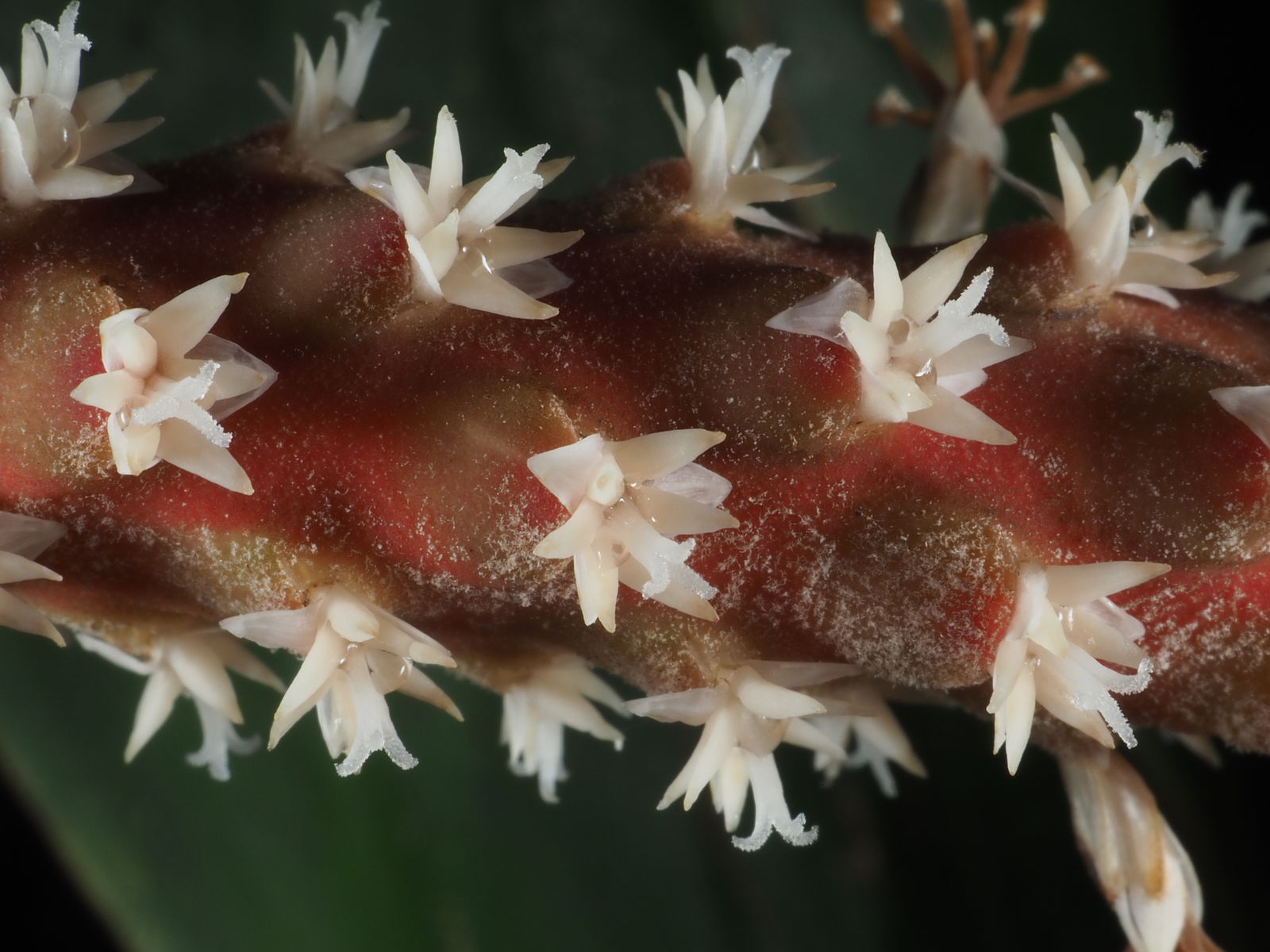 Små stjerneformede hunblomster, som har givet navn til palmen