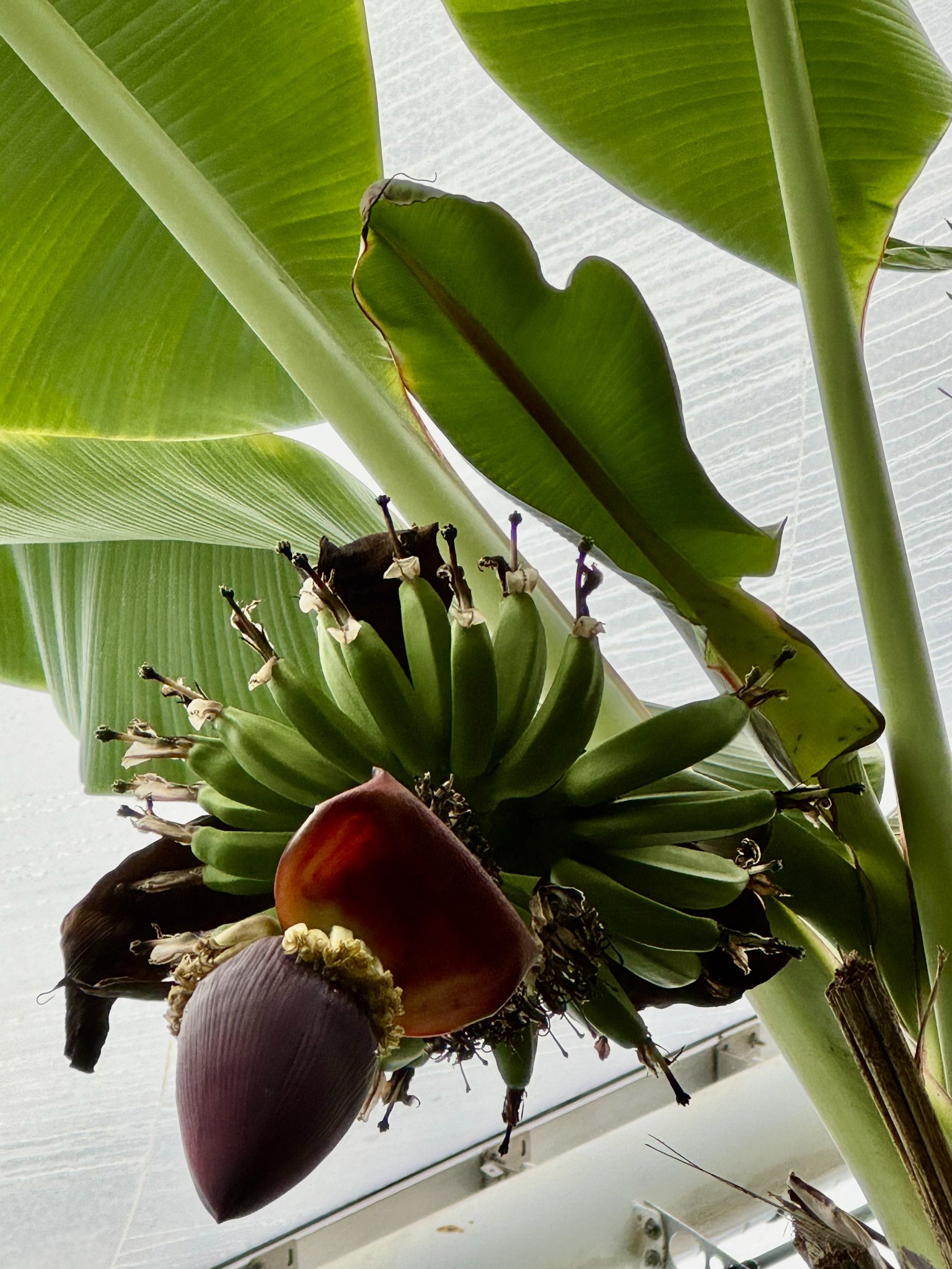 Bananpalmens blomsterstand