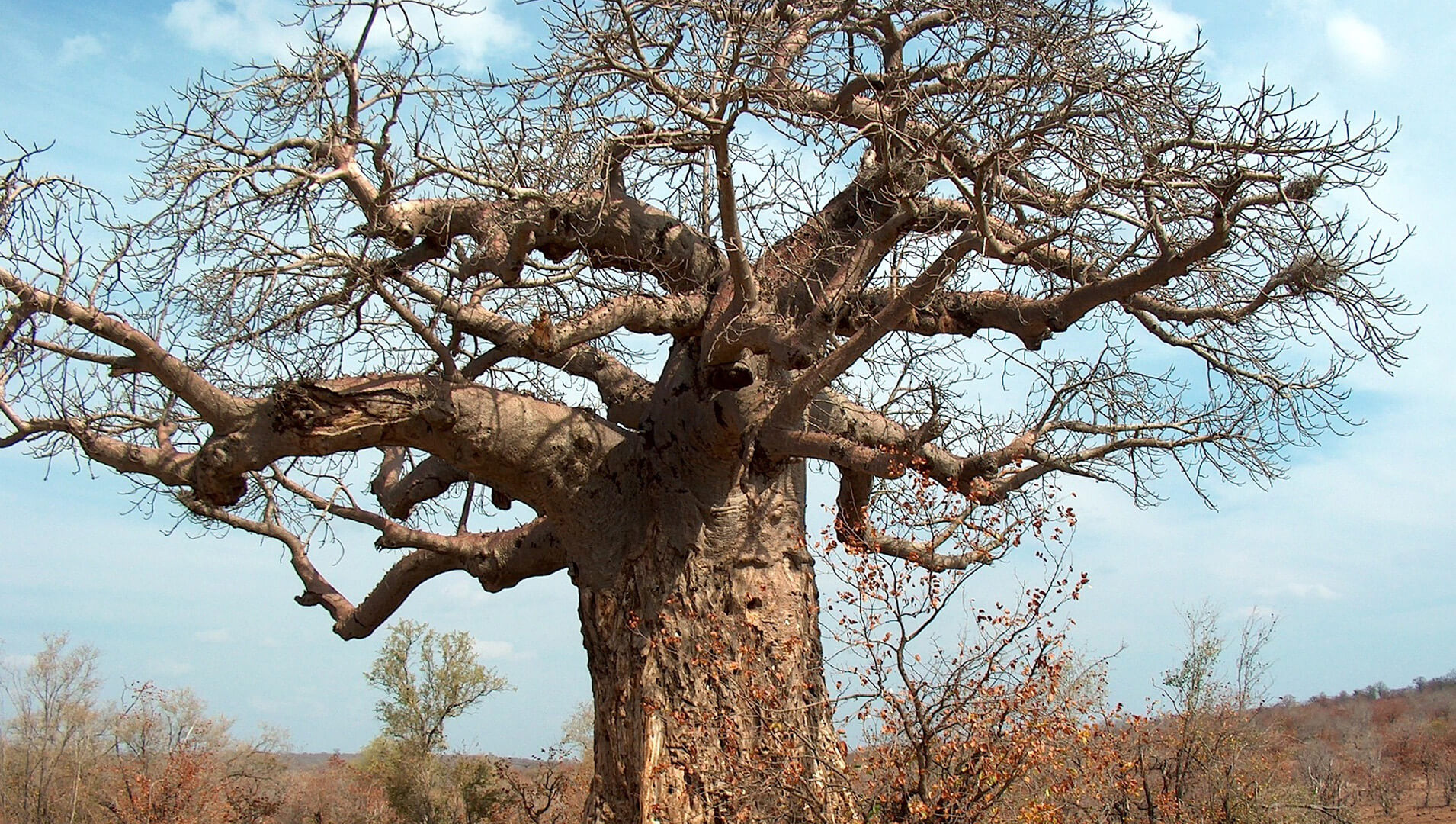 Mature baobab tree