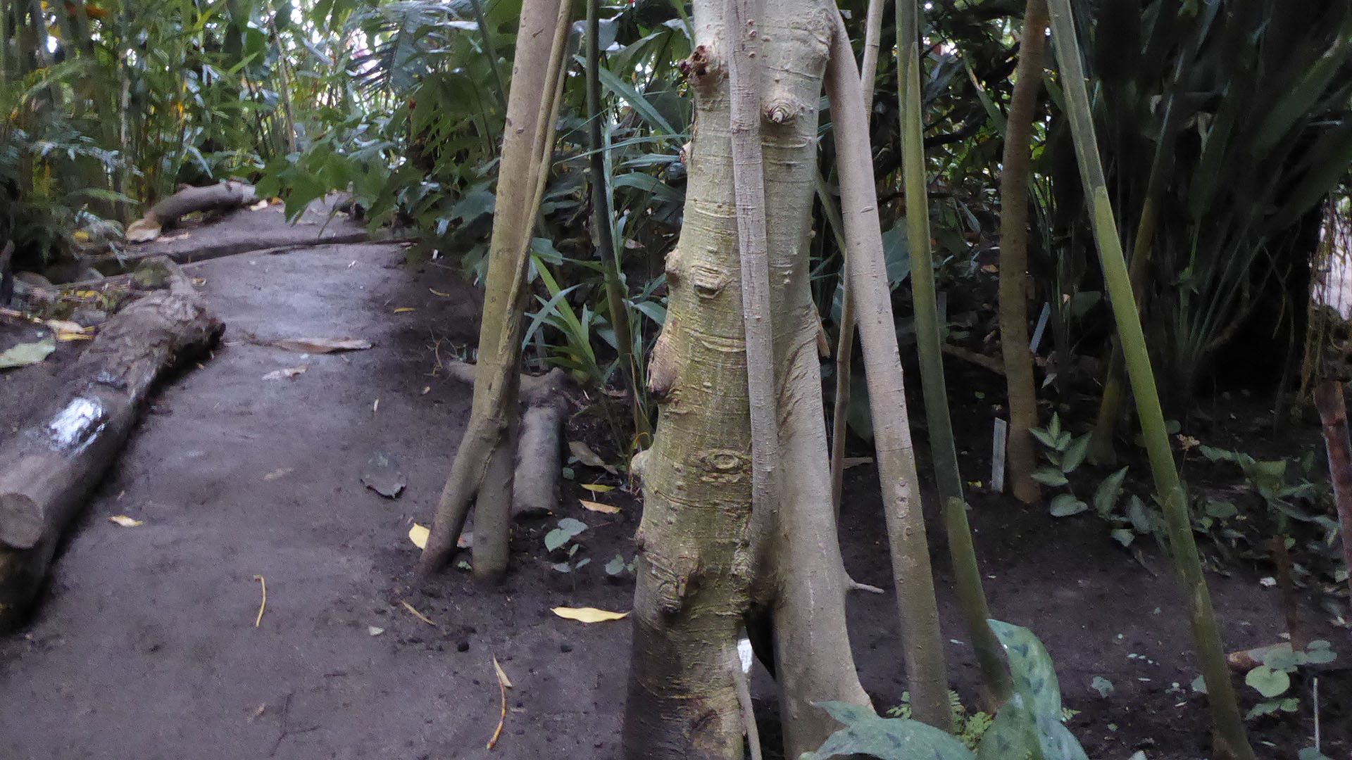 Bengalsk figens stamme (Ficus benghalensis)
