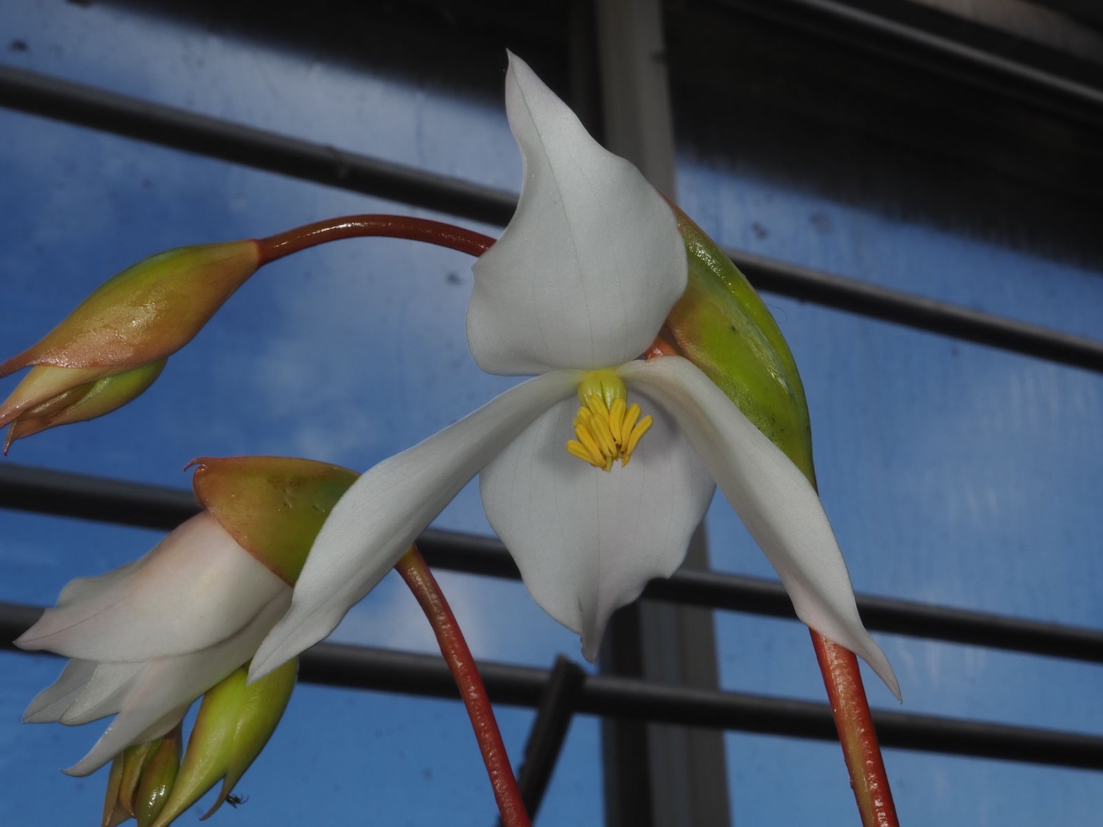 Marsh pitcher plant in flower