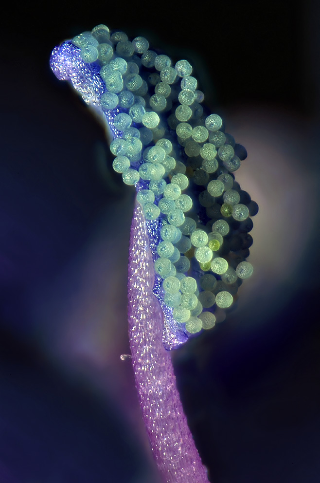 Blodrød storkenæb (Geranium sanguineum). ULtra-nærbillede af støvknap med pollen. Foto Jens H. Petersen  