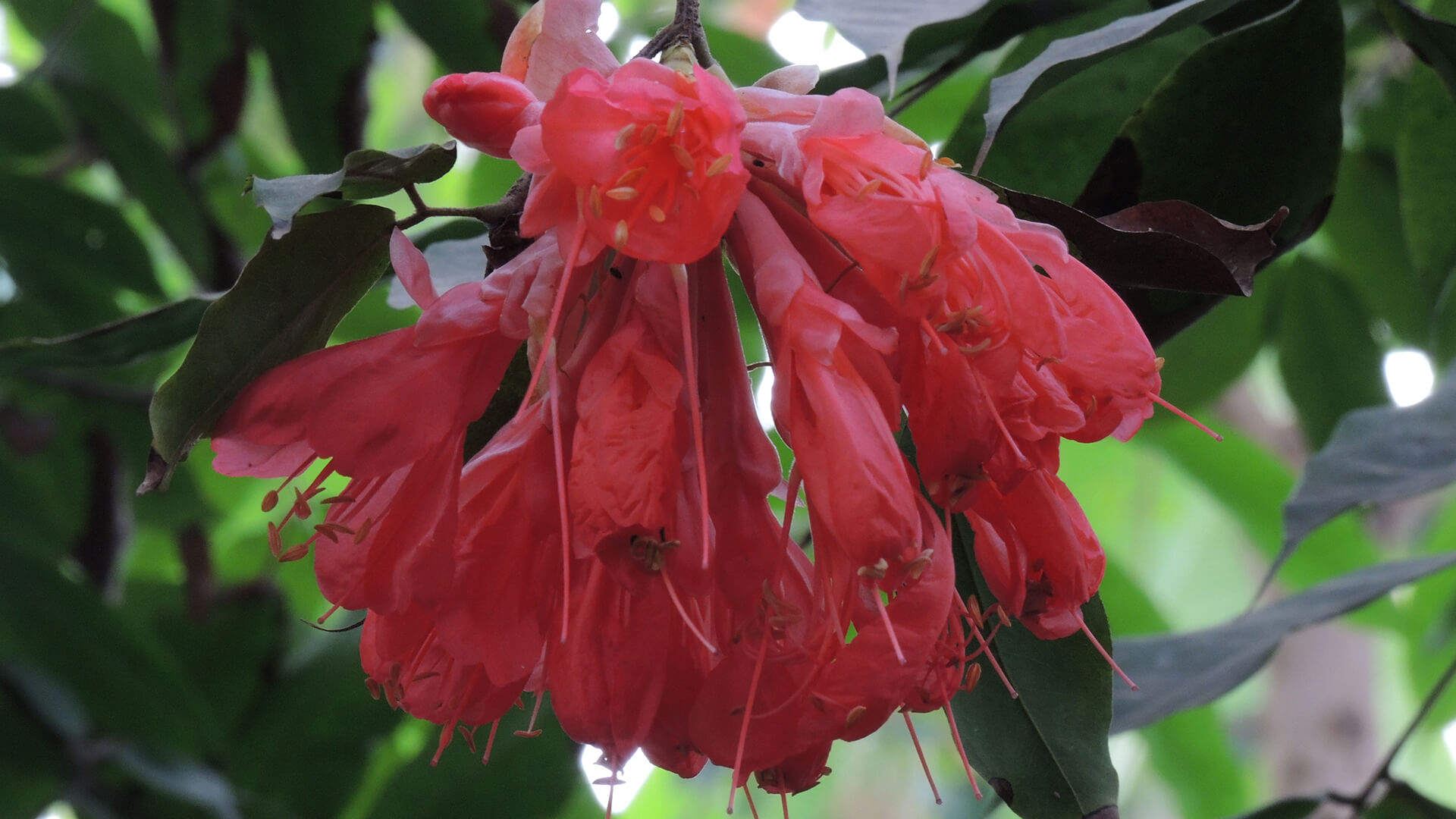 Højrød flammebønne (Brownea grandiceps)