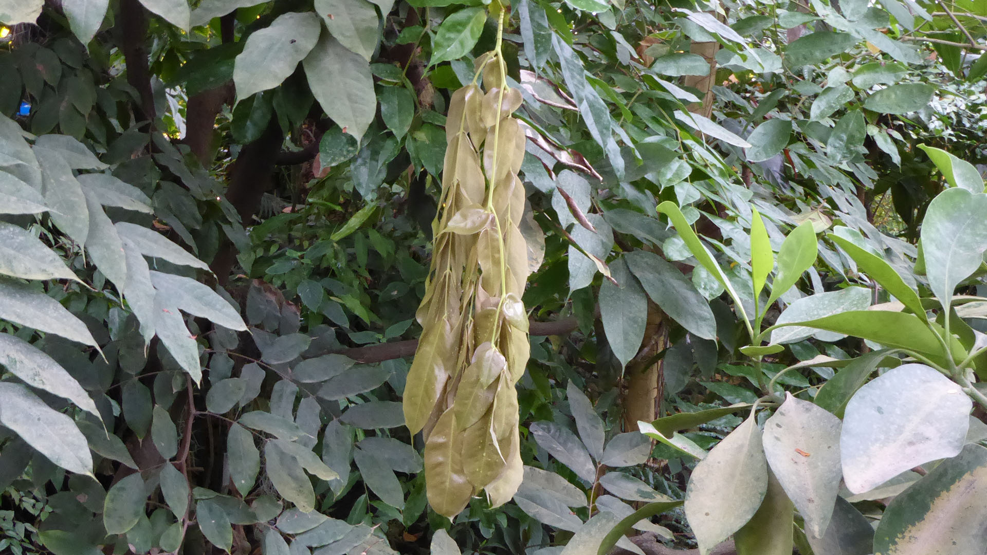 Klase med blade under udvikling på højrød flammebønne (Brownea grandiceps)