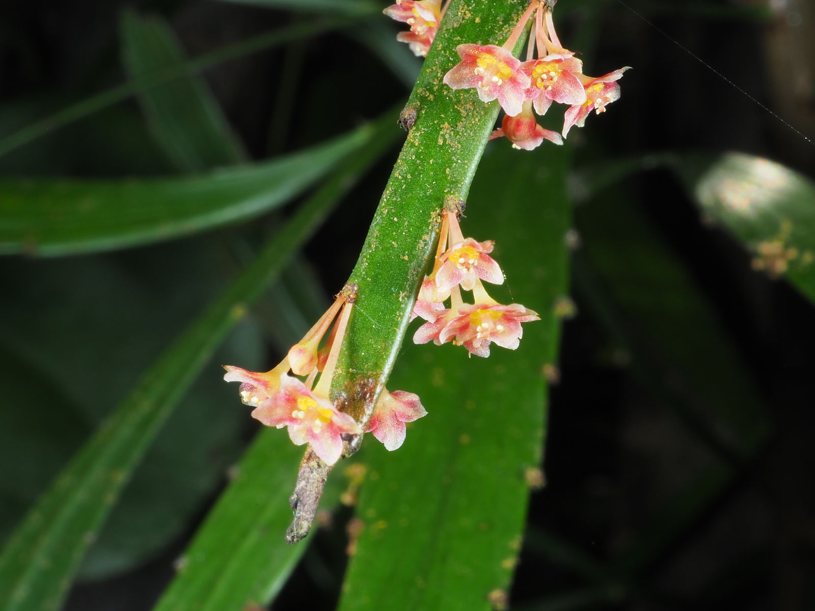 De små blomster sidder på kanten af de bladlignende stængelstykker.