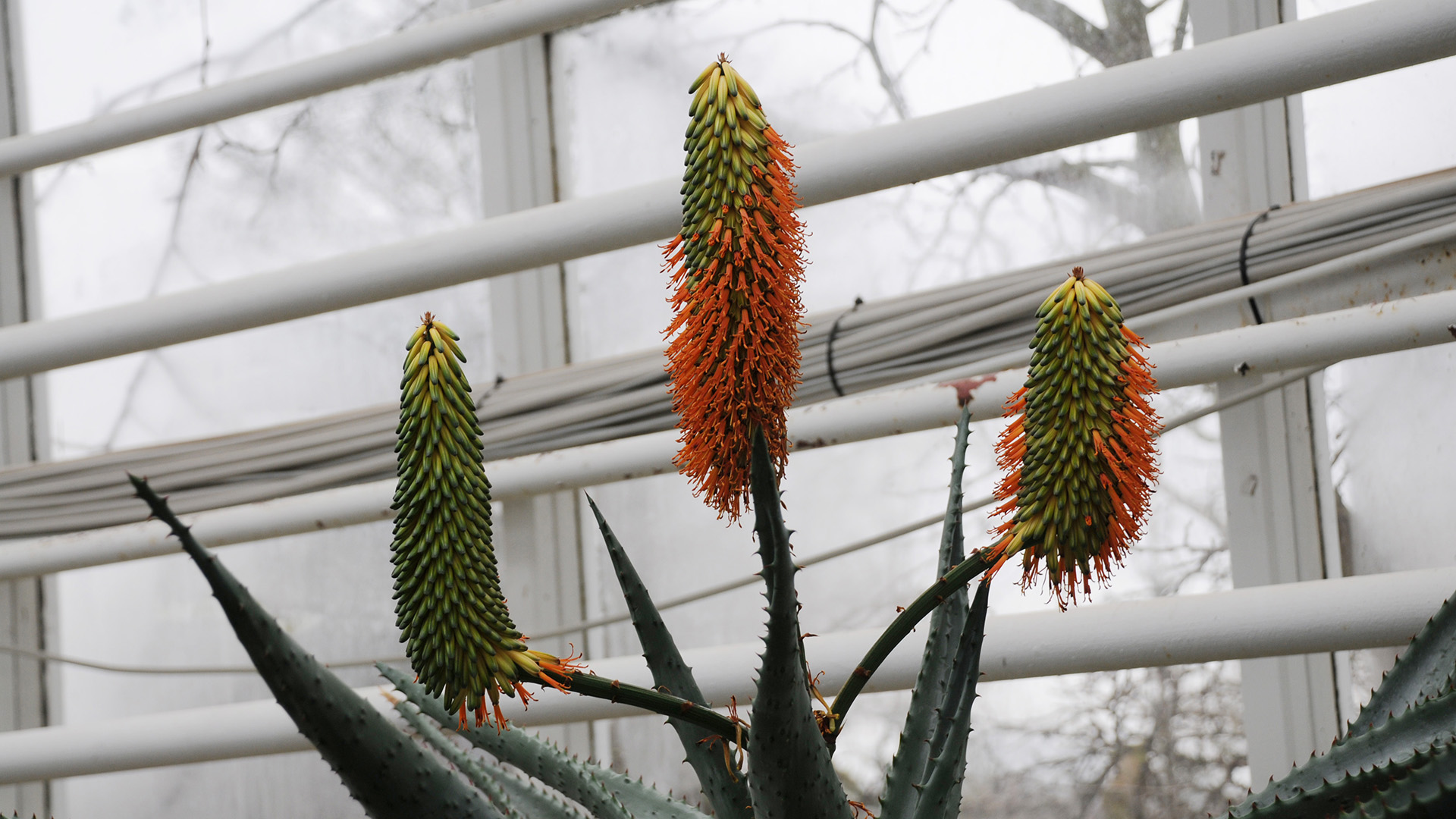 Blomstrende kap-aloe - Aloe ferox