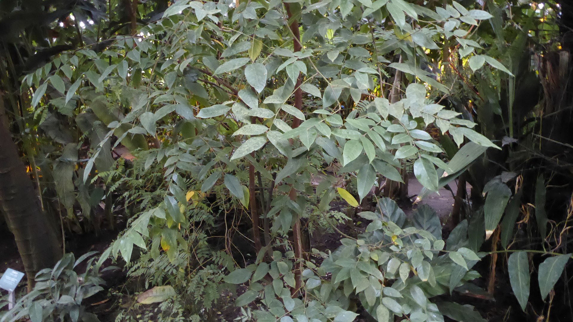 Stjernefrugt, Carambole (Averrhoa carambola)