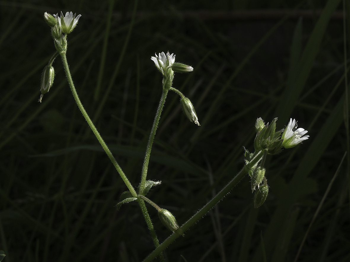 Almindelig hønsetarm (Cerastium fontanum)
