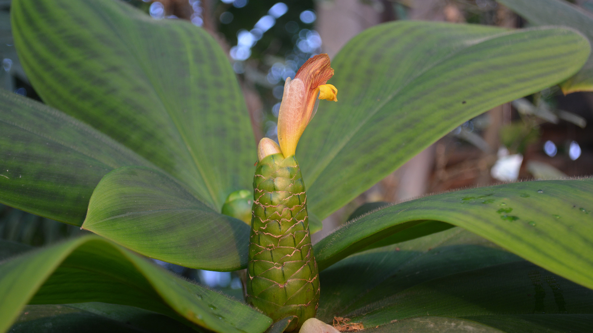 Blomsterstand på Lodden spiralingefær (Costus elegans)