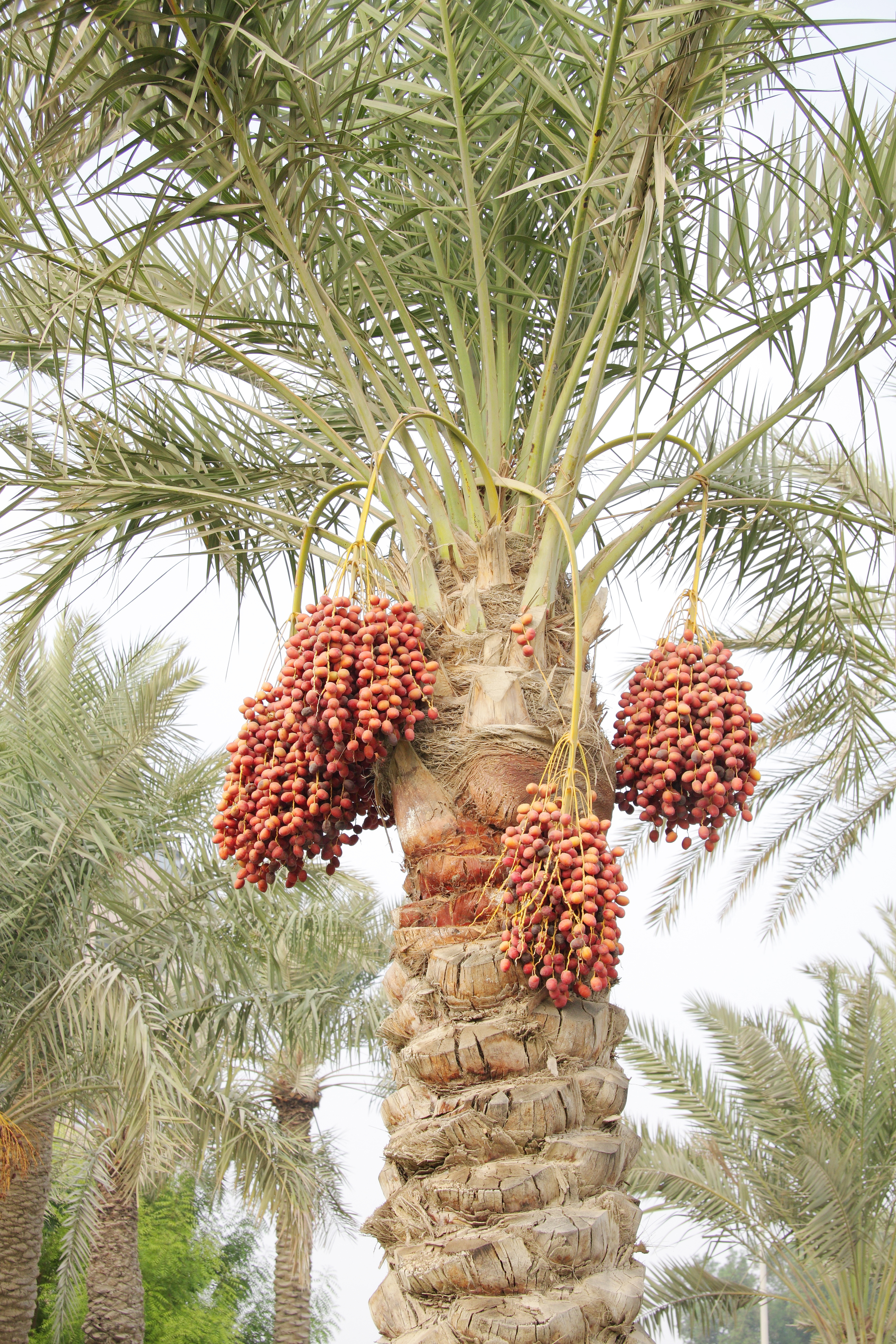 Date palm with large, ripe fruit clusters.